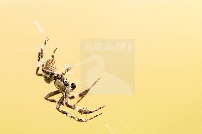 Spin in web, Spider in web stock-image by Agami/Rob de Jong,