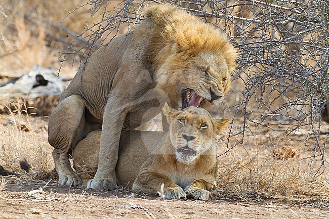 African Lion (Panthera leo) it listed as Vulnerable on the IUCN Red List. Populations in African range countries declined by about 43% since the early 1990s. stock-image by Agami/Dubi Shapiro,