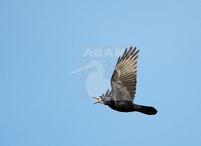 Vliegende Roek roepend; Flying Rook calling stock-image by Agami/Markus Varesvuo,