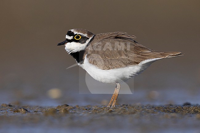 Little Ringed Plover (Charadrius dubius), side view of an adult male standing on the mud, Campania, Italy stock-image by Agami/Saverio Gatto,