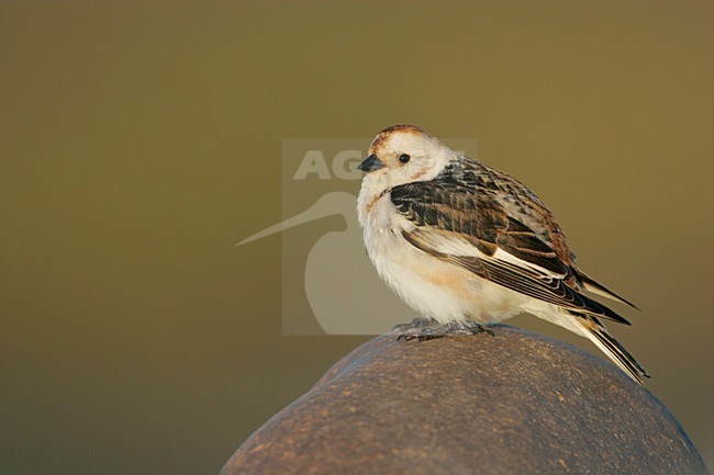 Sneeuwgors mannetje zittend op rots; Snow Bunting male perched on rock stock-image by Agami/Menno van Duijn,