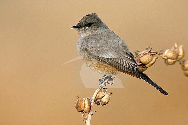 Adult
Socorro Co., NM
December 2008 stock-image by Agami/Brian E Small,