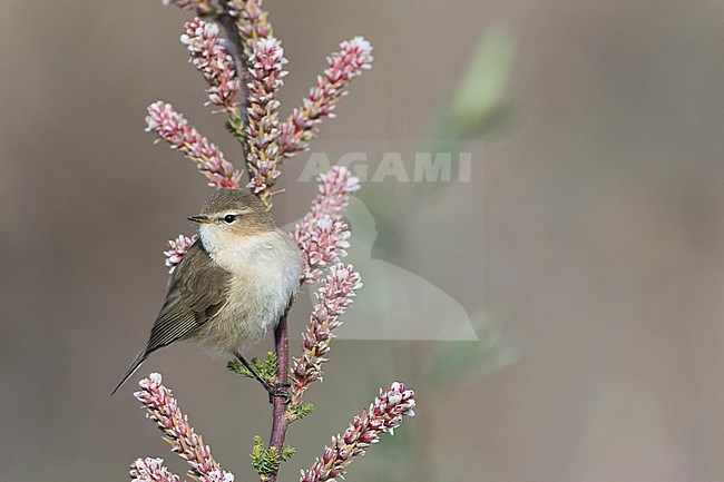 Mountain Chiffchaff (Phylloscopus sindianus ssp. sindianus) adult perched on a branch with blossom stock-image by Agami/Ralph Martin,