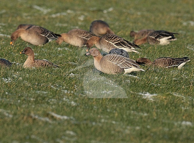 Pink-footed Goose (Anser brachyrhynchus), adult bird standing, seen from the side, in  front of a group of Tundra bean goose. stock-image by Agami/Fred Visscher,