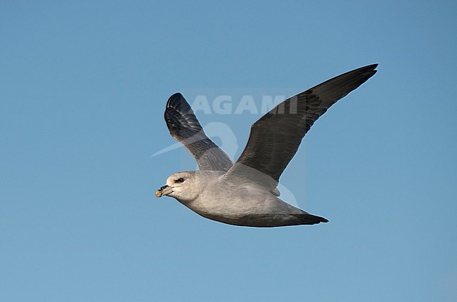 Northern 'Blue' Fulmar (Fulmarus glacialis) in flight during the short arctic summer off Spitsbergen. stock-image by Agami/Dani Lopez-Velasco,
