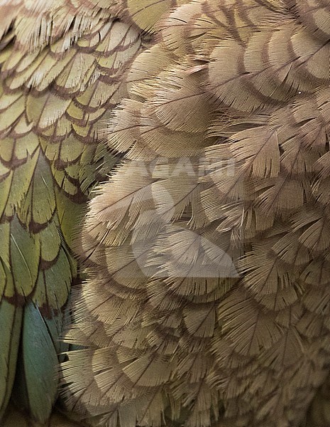 Close-up of of the breast of an endangered Kea (Nestor notabilis) at the Homer Tunnel, South Island, New Zealand stock-image by Agami/Marc Guyt,