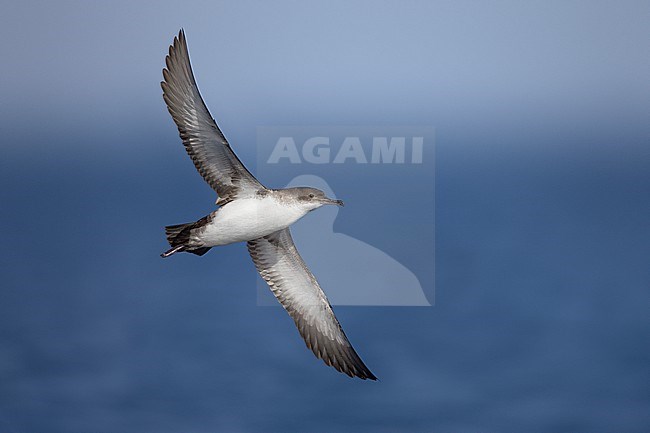 Yelkouan Shearwater (Puffinus yelkouan) in Italy. stock-image by Agami/Daniele Occhiato,