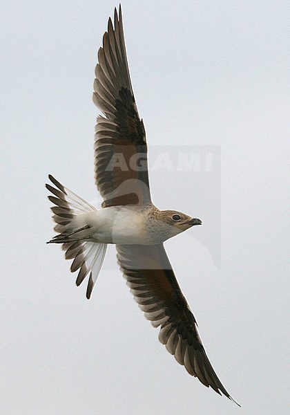 Juvenile Collared Pratincole (Glareola pratincola) in flight, photo below. Spain stock-image by Agami/Markku Rantala,