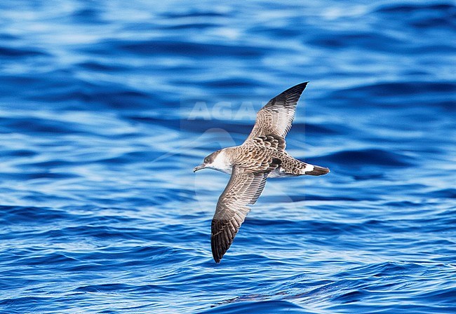 Grote Pijlstormvogel op volle zee op de Azoren; Great Shearwater offshore on the Azores stock-image by Agami/Marc Guyt,