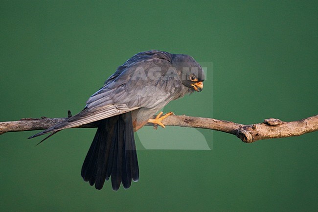 Roodpootvalk, Red-Footed Falcon, Falco vespertinus stock-image by Agami/Marc Guyt,