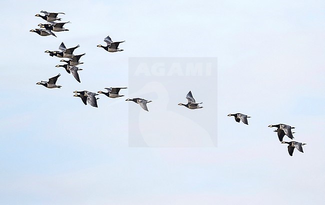 Red-breasted Goose - Rothalsgans - Branta ruficollis, Germany, adult between flock of Barnacle Geese. stock-image by Agami/Ralph Martin,