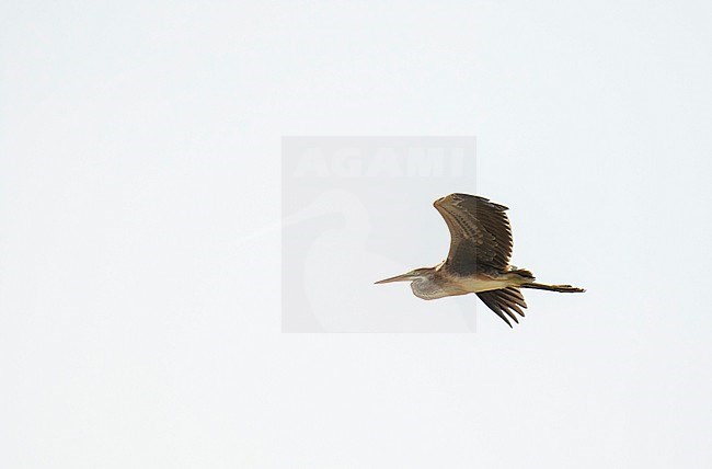 Bourne's Heron (Ardea (purpurea) bournei) on the Cape Verde Islands. stock-image by Agami/Dani Lopez-Velasco,