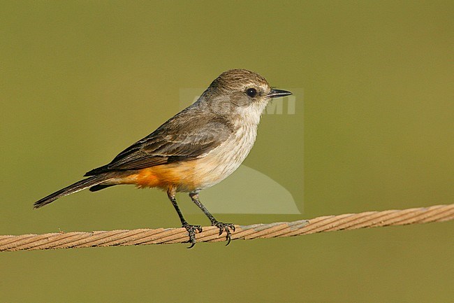 Adult female Vermilion Flycatcher, Pyrocephalus obscurus
Riverside Co., CA stock-image by Agami/Brian E Small,