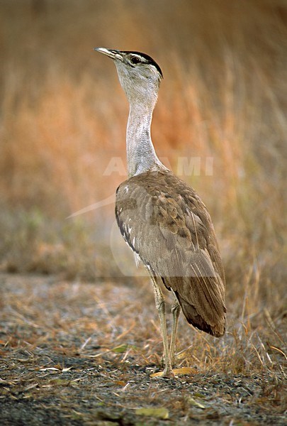 Australische Trap langs de weg Queensland Australie, Australian Bustard along the road Queensland Australia stock-image by Agami/Wil Leurs,