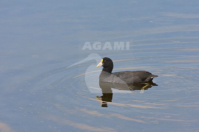 Witvleugelmeerkoet; White-winged Coot stock-image by Agami/Marc Guyt,