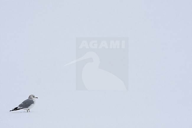 Stormmeeuw staand in sneeuw; Mew Gull standing in snow stock-image by Agami/Chris van Rijswijk,