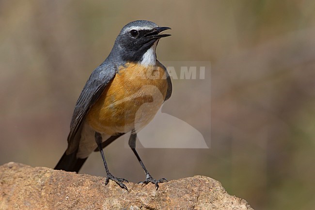 Zingend mannetje Perzische Roodborst, Singing male White-throated Robin stock-image by Agami/Daniele Occhiato,