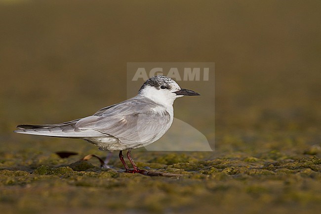 Witwangstern, Whiskered Tern, Chlidonias hybrida hybrida, Oman, adult winter plumage stock-image by Agami/Ralph Martin,