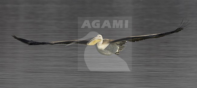 Great White Pelican flying; Roze Pelikaan vliegend stock-image by Agami/Jari Peltomäki,