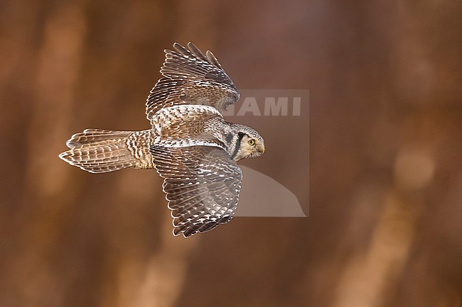 Northern Hawk Owl, Surnia ulula, in Norway. stock-image by Agami/Daniele Occhiato,