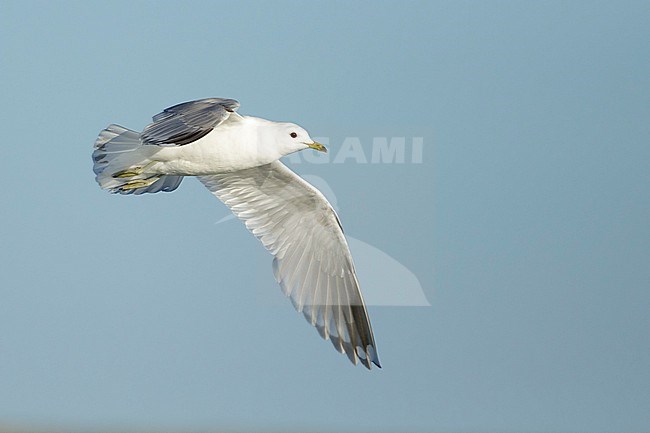 Second calendar year Short-billed Gull, Larus brachyrhynchus, during spring in Alaska, United States. stock-image by Agami/Brian E Small,