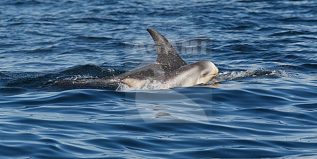 Risso's Dolphins (Grampus griseus)s swimming off the Shetland Islands. stock-image by Agami/Hugh Harrop,