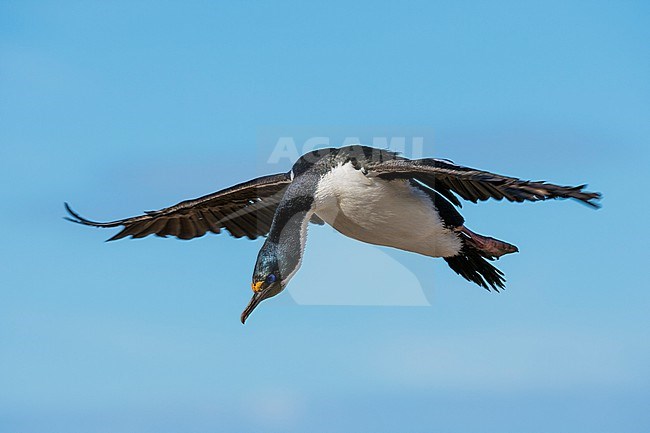 An imperial shag, Leucocarbo atriceps, in flight. Pebble Island, Falkland Islands stock-image by Agami/Sergio Pitamitz,