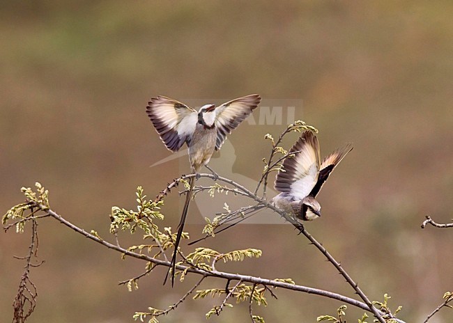 Lintstaarttirans baltsend, Streamer-tailed Tyrants displaying stock-image by Agami/Roy de Haas,