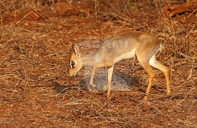 Kirks dikdik, Kirk's Dikdik stock-image by Agami/Roy de Haas,