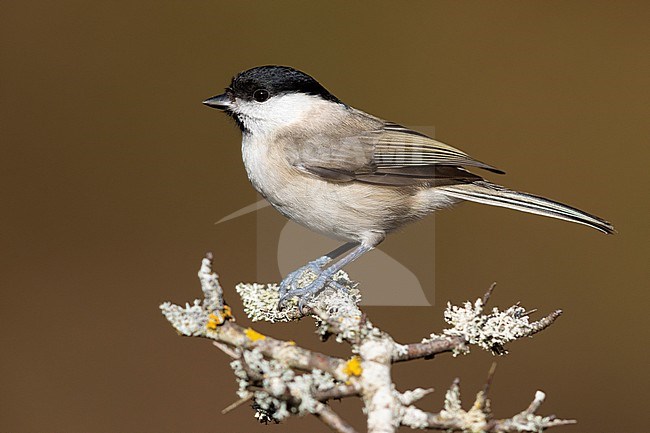 Marsh Tit (Poecile palustris italicus), side view of an adult perched on a branch, Campania, Italy stock-image by Agami/Saverio Gatto,