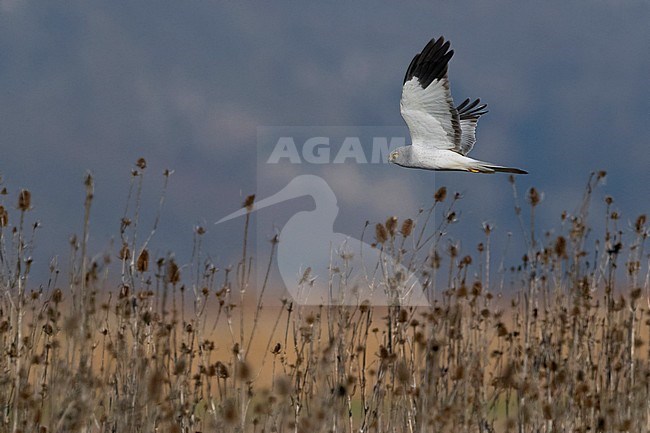 Hen Harrier (Circus cyaneus), adult male in flight stock-image by Agami/Saverio Gatto,
