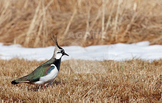 Kievit in de sneeuw; Northern Lapwing in snow stock-image by Agami/Markus Varesvuo,