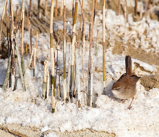 Wintering Cetti's Warbler (Cettia cetti) in Berkheide dunes, south of Katwijk, Netherlands. Foraging on the ground. stock-image by Agami/Marc Guyt,