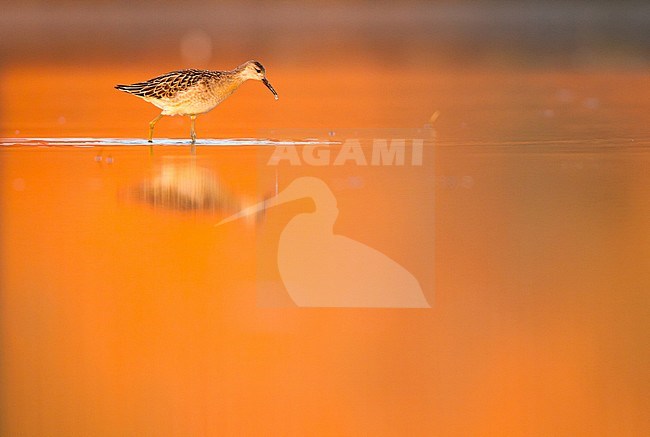 Kemphaan, Ruff, Philomachus pugnax stock-image by Agami/Menno van Duijn,