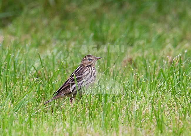 Petsjorapieper, Pechora Pipit, Anthus gustavi stock-image by Agami/Hugh Harrop,