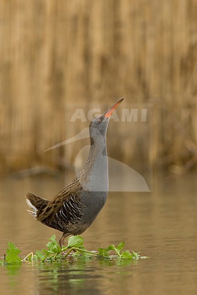 Water Rail, Waterral stock-image by Agami/Han Bouwmeester,