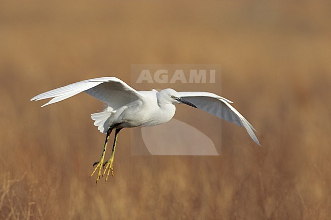 Kleine Zilverreiger vliegend; Little Egret flying stock-image by Agami/Daniele Occhiato,