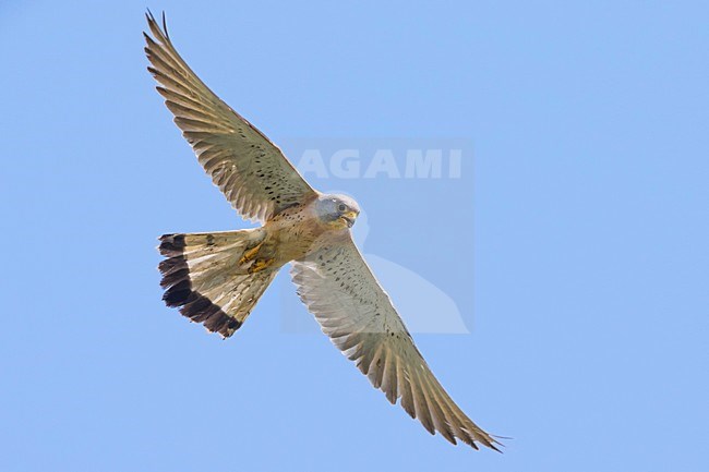 Mannetje Kleine torenvalk in vlucht, Lesser Kestrel male in flight stock-image by Agami/Daniele Occhiato,