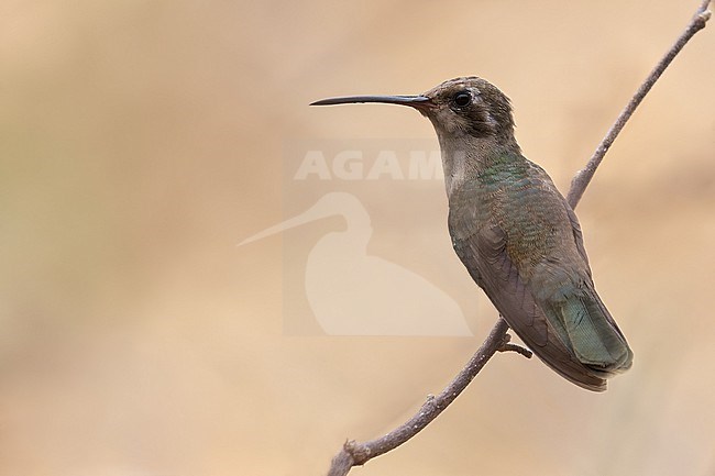 Dusky Hummingbird (Phaeoptila sordida) In mexico stock-image by Agami/Dubi Shapiro,