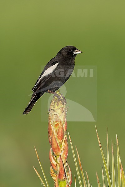 Adult male breeding
Weld Co., CO
June 2023 stock-image by Agami/Brian E Small,