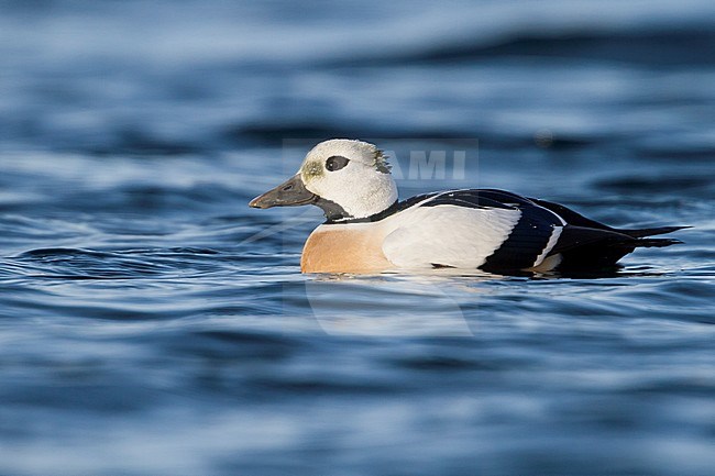 Steller's Eider, Stellers Eider; Polysticta stelleri, Norway, adult male stock-image by Agami/Ralph Martin,