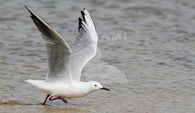 Adult Slender-billed Gull (Chroicocephalus genei) in summer plumage in the Camargue in southern France. stock-image by Agami/Ian Davies,