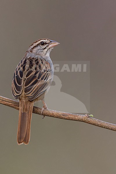 Cinnamon-tailed Sparrow (Peucaea sumichrasti) stock-image by Agami/Dubi Shapiro,