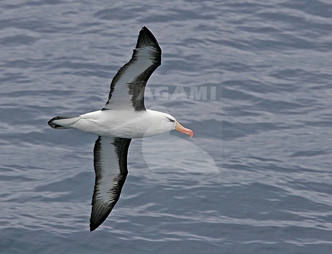 Black-browed Albatross (Thalassarche melanophrys) flying over the ocean near Antarctica stock-image by Agami/Pete Morris,