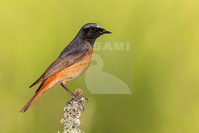 Common Redstart (Phoenicurus phoenicurus), side view of an adult male perched on a branch, Campania, Italy stock-image by Agami/Saverio Gatto,