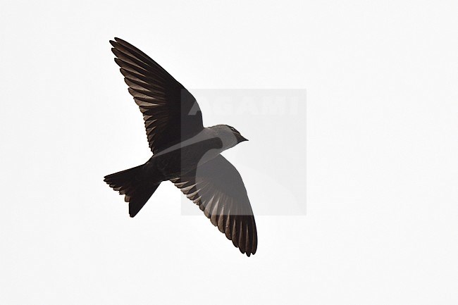 Galapagos Martin (Progne modesta) in flight over the Galapagos islands. stock-image by Agami/Laurens Steijn,