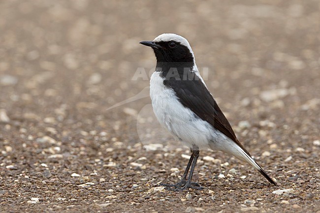 Mannetje Finsch\' Tapuit op rots; Male Finsch\'s Wheatear perched on a rock stock-image by Agami/Daniele Occhiato,