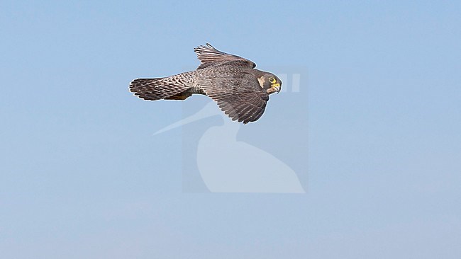 Slechtvalk in vlucht, Peregrine Falcon in flight stock-image by Agami/Wil Leurs,