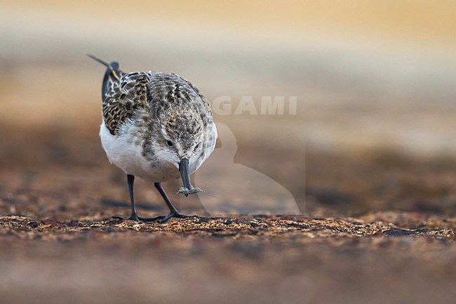 Kleine Strandloper in winterkleed; Little Stint in winterplumage stock-image by Agami/Daniele Occhiato,