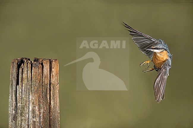 Eurasian Nuthatch; Boomklever stock-image by Agami/Alain Ghignone,